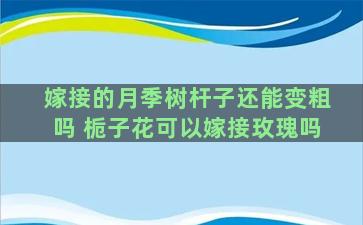 嫁接的月季树杆子还能变粗吗 栀子花可以嫁接玫瑰吗